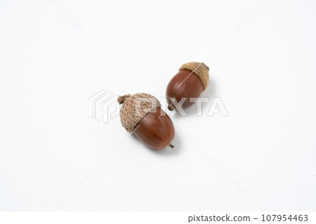 Acorns arranged on a white background 107954463