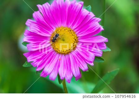 Honey Bee, Apis mellifera, gathering nectar and pollen from a pink aster flower Honey Bee, Apis mellifera, gathering nectar and pollen from a pink aster flower 107954616