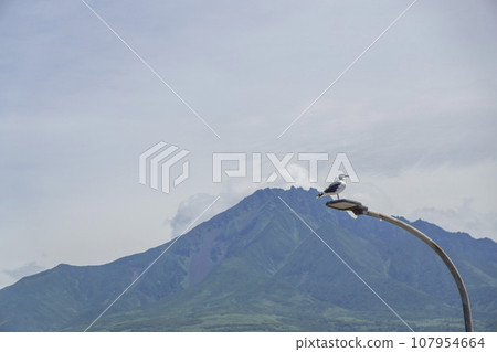野鳥在路燈上休息，背景是利尻山 107954664