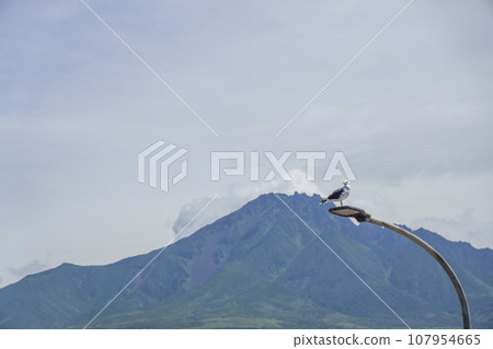 A bird perching on a streetlight with mountains in the background A bird perching on a streetlight with mountains in the background 107954665