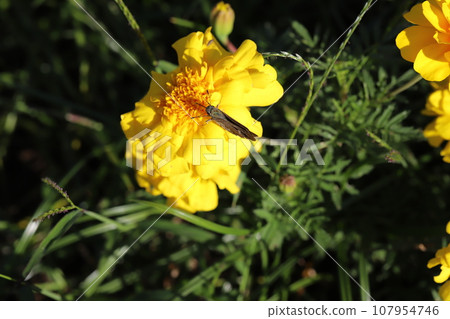 German butterfly sucking nectar from yellow marigold flowers in the autumn garden German butterfly sucking nectar from yellow marigold flowers in the autumn garden 107954746