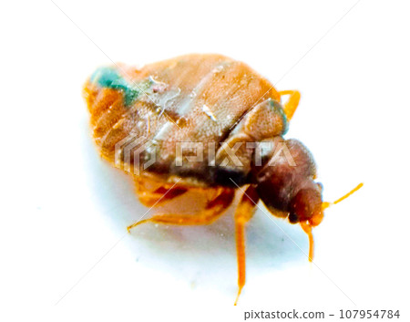 Bedbug on white background with selective focus 107954784