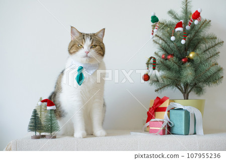 scottish cat wear green necktie sit on white table with christmas tree gift box and ornament decorate background scottish cat wear green necktie sit on white table with christmas tree gift box and ornament decorate background 107955236