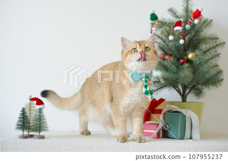 british cat wear green necktie sit on white table with christmas tree gift box and ornament decorate background british cat wear green necktie sit on white table with christmas tree gift box and ornament decorate background 107955237