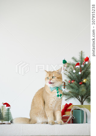british cat wear green necktie sit on white table with christmas tree gift box and ornament decorate background 107955238