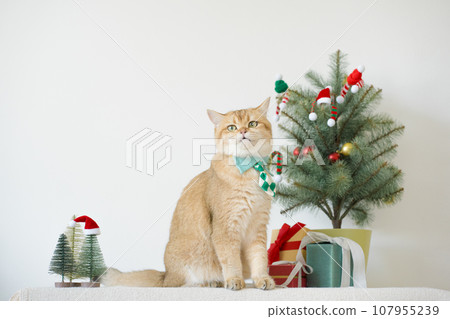 british cat wear green necktie sit on white table with christmas tree gift box and ornament decorate background british cat wear green necktie sit on white table with christmas tree gift box and ornament decorate background 107955239
