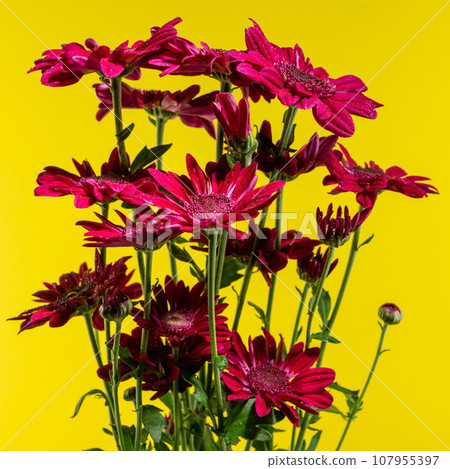 Red chrysanthemum on yellow background 107955397