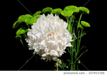 White and green chrysanthemum on black background White and green chrysanthemum on black background 107955398