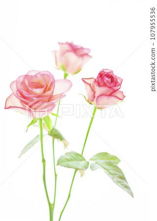 Pink beautiful roses Pink beautiful roses 107955536