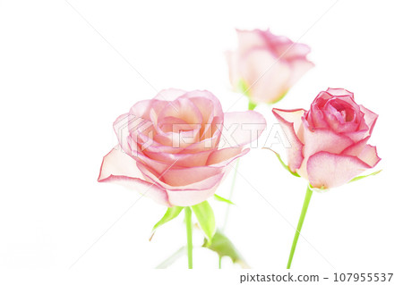 Pink beautiful roses Pink beautiful roses 107955537