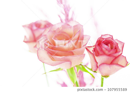 Pink beautiful roses 107955589