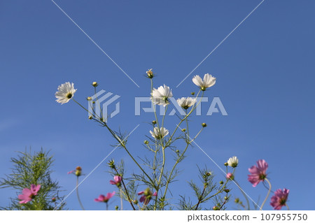 White and pink cosmos flowers against the blue sky in autumn White and pink cosmos flowers against the blue sky in autumn 107955750