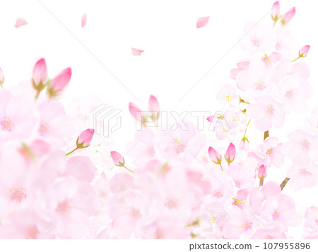 美麗華麗的淡粉紅色櫻花盛開，白色背框飛揚花瓣向量素材插畫 107955896