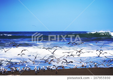 海浪拍岸，海鷗在岸邊飛翔 107955930