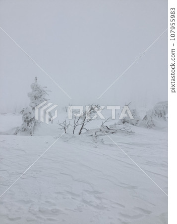 Miyagi Zao's ice crystal Miyagi Zao's ice crystal 107955983