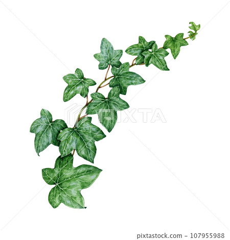 Ivy plant watercolor illustration. Hand painted green lush hedera helix botanical image. Fresh green ivy stem with leaves element. Garden evergreen hedera plant isolated on white background 107955988