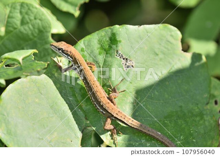 Japanese kana snake on a leaf Japanese kana snake on a leaf 107956040