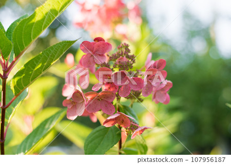 Paniculate hydrangea variety Wim's Red with beautiful bright pink inflorescences in autumn in the garden Paniculate hydrangea variety Wim's Red with beautiful bright pink inflorescences in autumn in the garden 107956187