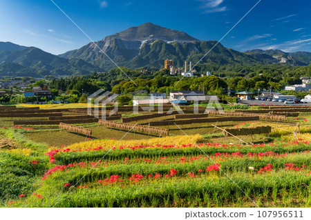 [Saitama Prefecture] Chichibu in autumn, Terasaka rice terraces in full bloom with red spider lilies 107956511