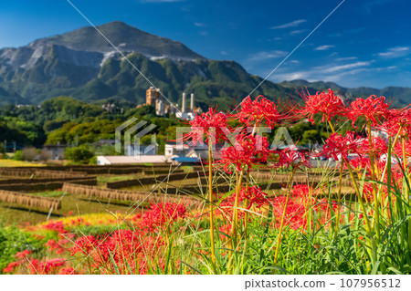 [Saitama Prefecture] Chichibu in autumn, Terasaka rice terraces in full bloom with red spider lilies 107956512