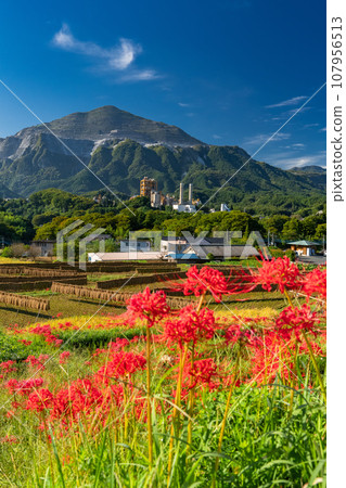 [Saitama Prefecture] Chichibu in autumn, Terasaka rice terraces in full bloom with red spider lilies 107956513