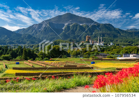 [Saitama Prefecture] Chichibu in autumn, Terasaka rice terraces in full bloom with red spider lilies 107956534