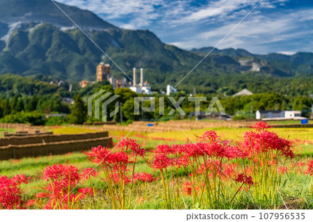 [Saitama Prefecture] Chichibu in autumn, Terasaka rice terraces in full bloom with red spider lilies 107956535