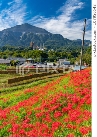 [Saitama Prefecture] Chichibu in autumn, Terasaka rice terraces in full bloom with red spider lilies 107956548