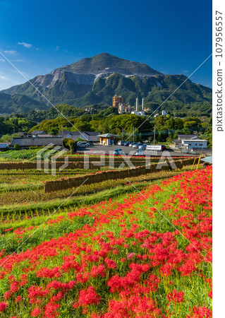 [Saitama Prefecture] Chichibu in autumn, Terasaka rice terraces in full bloom with red spider lilies 107956557