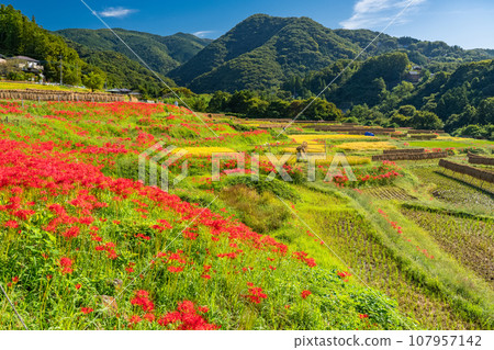 [埼玉縣]秋天的秩父、紅蜘蛛百合盛開的寺坂梯田 107957142