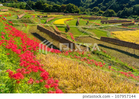 [Saitama Prefecture] Chichibu in autumn, Terasaka rice terraces in full bloom with red spider lilies 107957144