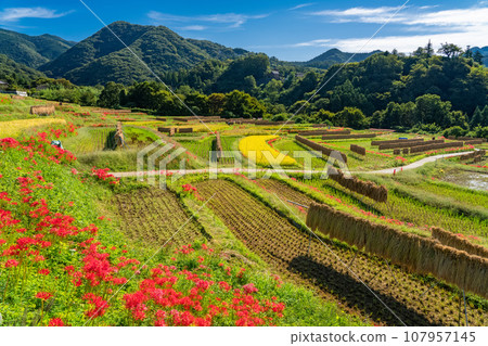 [Saitama Prefecture] Chichibu in autumn, Terasaka rice terraces in full bloom with red spider lilies 107957145