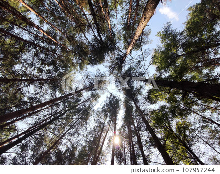 Green forest background. Nature and sun beams 107957244