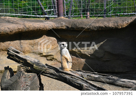 cute meerkat photo cute meerkat photo 107957391