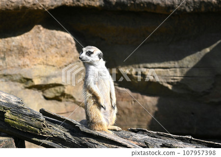 cute meerkat photo cute meerkat photo 107957398