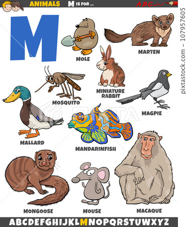 cartoon animal characters for letter M educational set cartoon animal characters for letter M educational set 107957605