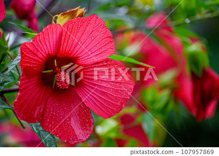 Hibiscus flower close up Hibiscus flower close up 107957869