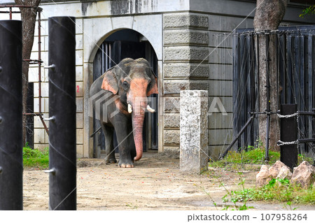 Scenery with cute elephants Scenery with cute elephants 107958264