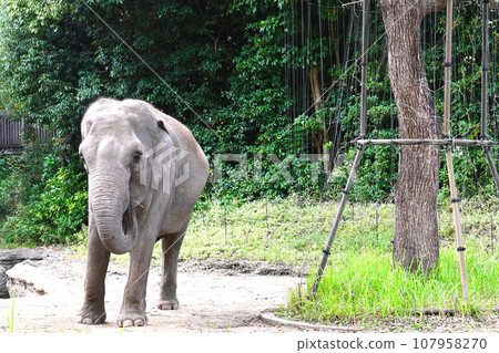 Scenery with cute elephants 107958270