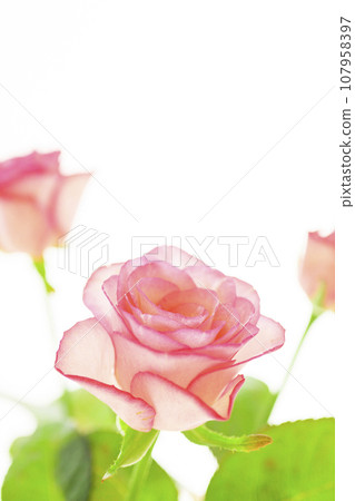 bright and cute pink roses 107958397