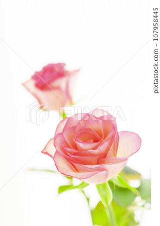bright and cute pink roses 107958445