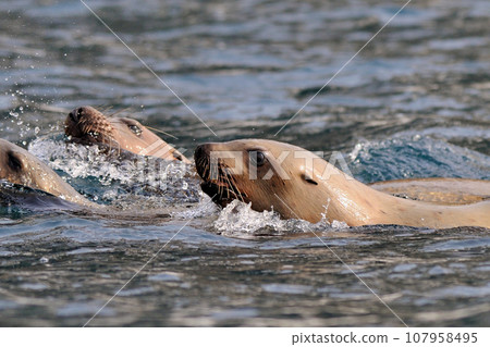 群海獅 群海獅 107958495