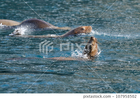 海獅 海獅 107958502