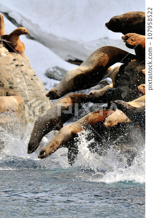 Flock of sea lions 107958522