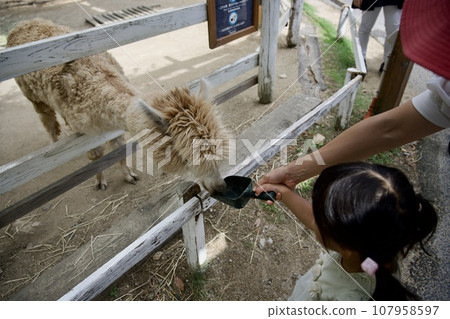 在神戶動物王國餵食羊駝 107958597