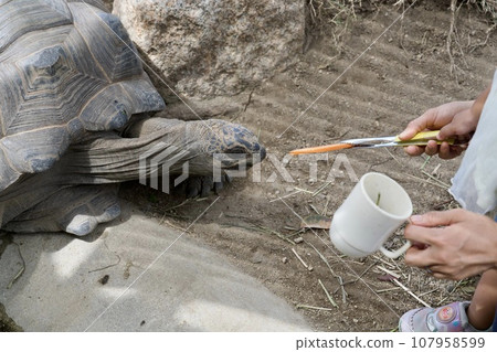 在神戶動物王國餵食棕色陸龜 107958599