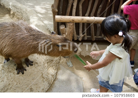 在神戶動物王國餵食水豚 107958603