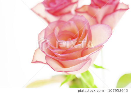 bright pink roses bright pink roses 107958643