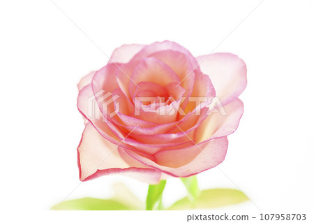 明亮的粉紅色玫瑰 107958703