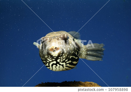 河豚 白斑河豚 鹹水魚 游泳魚 白斑河豚 河豚 河豚 白斑河豚 鹹水魚 游泳魚 白斑河豚 河豚 107958898